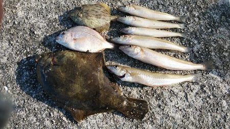 東二見白灯台波止へキス調査