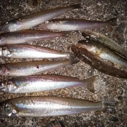 江井島のキス調査