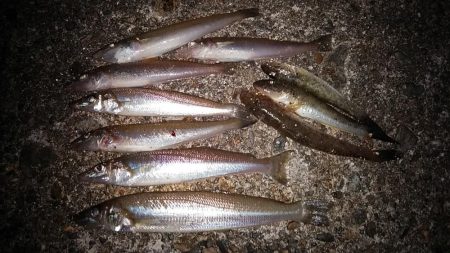 江井島のキス調査