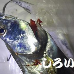 久しぶりのタチウオは厳しかった。