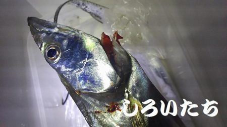 久しぶりのタチウオは厳しかった。