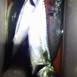 お刺身食べたい！まだいてる？！