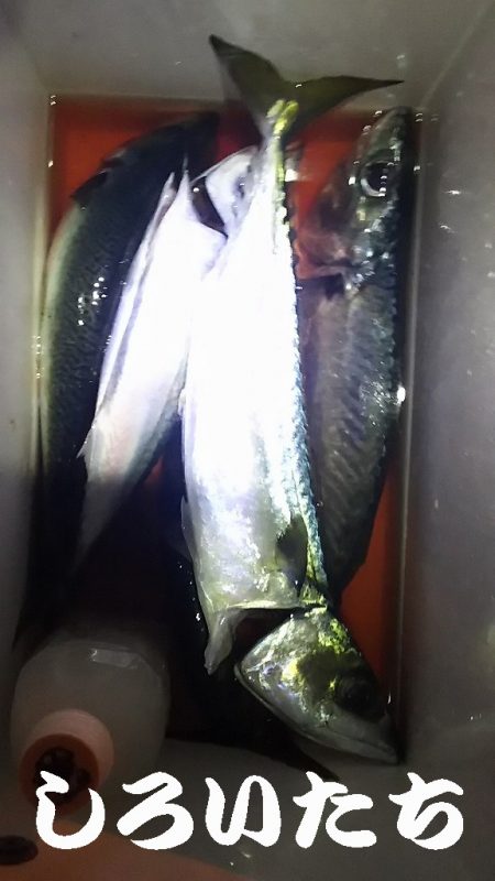 お刺身食べたい！まだいてる？！