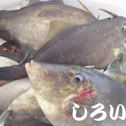 チヌ釣りに行ったんですが。