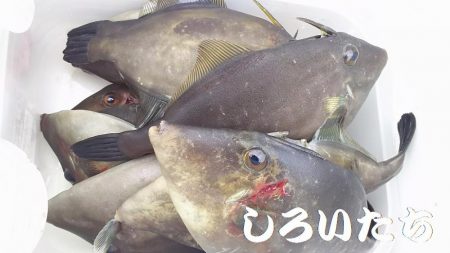 チヌ釣りに行ったんですが。