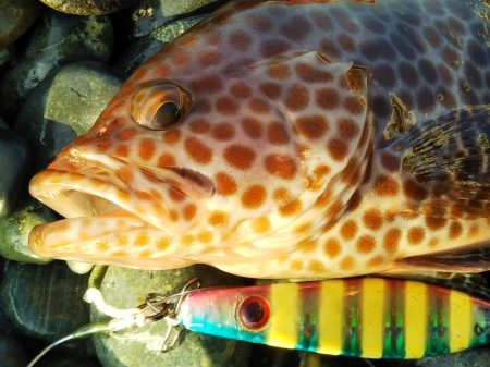 オオモンハタ☆ゲット！