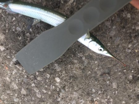 初めて釣りました