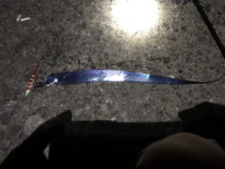 またもやイカボウズ。。