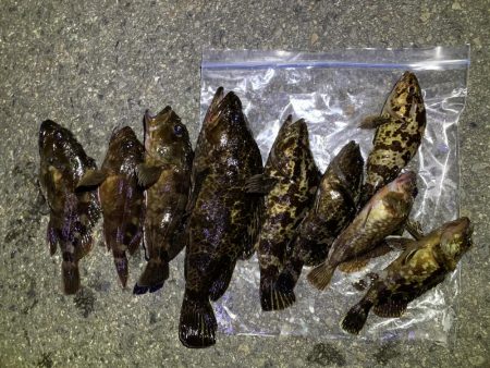 色んなサイズ釣れました☆☆