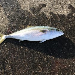 メジロ・サゴシゲット