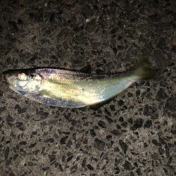 アジングで良型の…