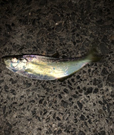 アジングで良型の…