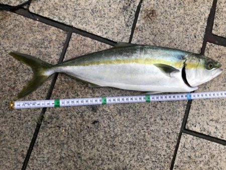 スズメダイ、ありがとう。