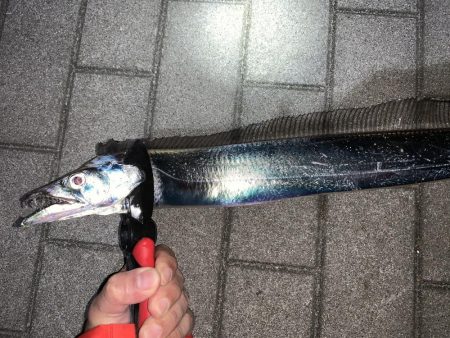 タチウオ、タイミング次第