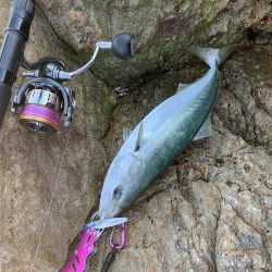 メジロは居らんのか?