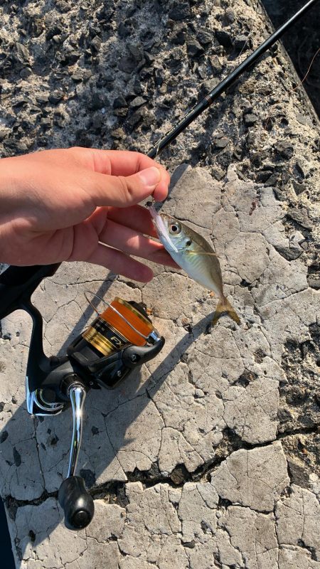 ジグ単ライトゲーム！こまいなぁ…