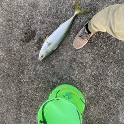デカアジで鰤逃す