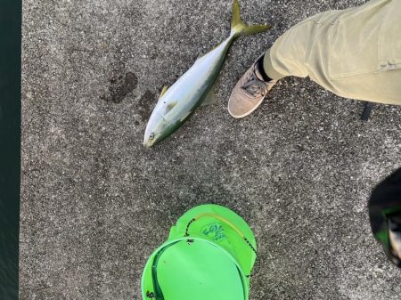 デカアジで鰤逃す