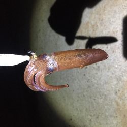 ヒイカを求めて