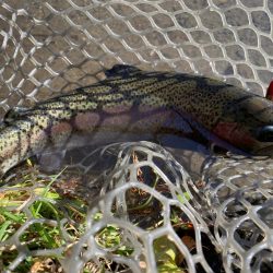 黒保根フィッシングエリア