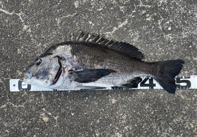 イチノ兄弟、釣果！