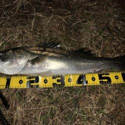 秋の夜長に河鱸