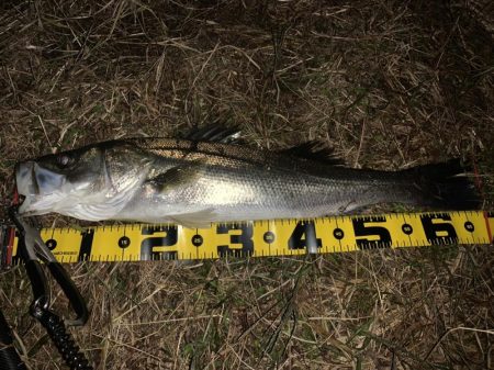 秋の夜長に河鱸