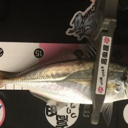 中アジを求めて