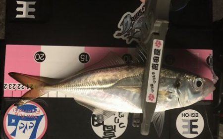 中アジを求めて