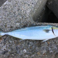 初めてのメジロ