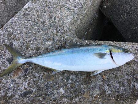 初めてのメジロ