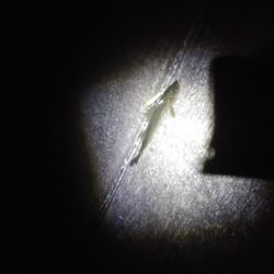 久々のシーバス