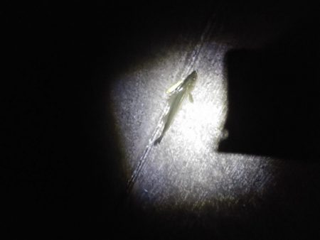 久々のシーバス