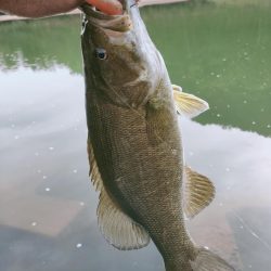 晩秋川バス釣行