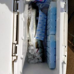 脂の乗ったシーバス