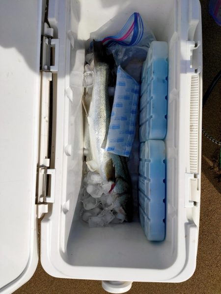 脂の乗ったシーバス