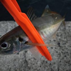 チョイアジ釣り