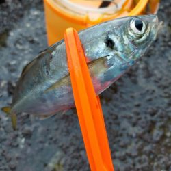 久しぶりのサビキ釣り