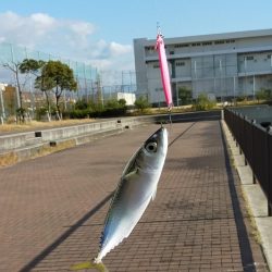 サバ狙いだからいいんだけど・・・