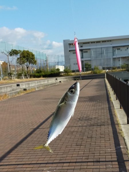 サバ狙いだからいいんだけど・・・