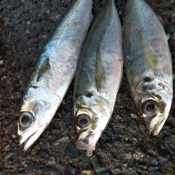 アジレンジャー