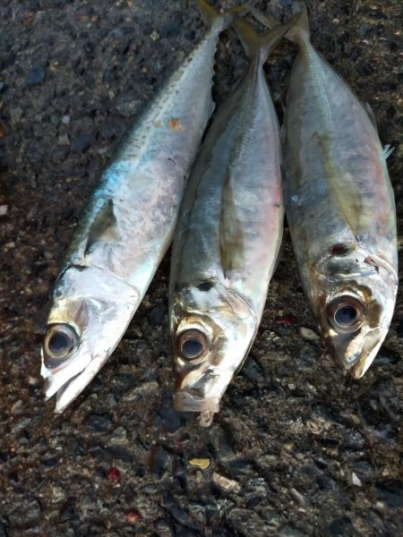 アジレンジャー