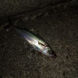 タチウオはいずこへ？