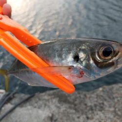 鱒レンジャーでアジング6