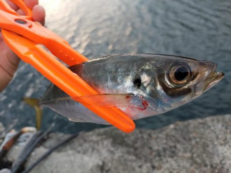 鱒レンジャーでアジング6