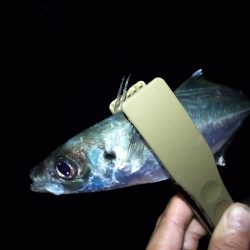 鱒レンジャーでアジング7