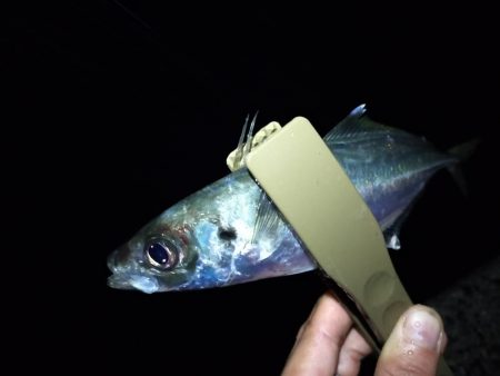 鱒レンジャーでアジング7