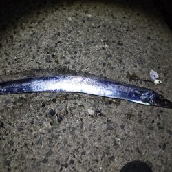 タチはまだまだ