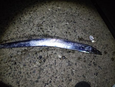 タチはまだまだ