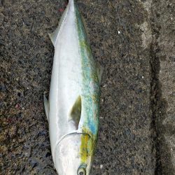 泳がせでゲット